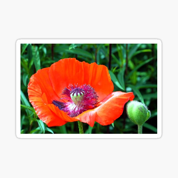 Red Poppy Sticker