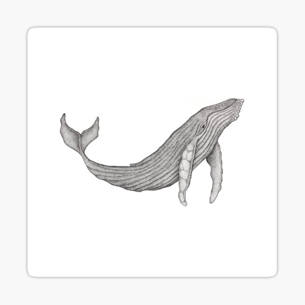 Megaptera Novaeangliae [Ted] Sticker