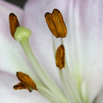 Imagen de la obra Intimate Details de Ree Reid