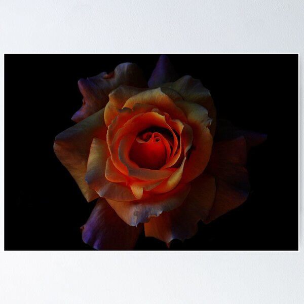 Item preview, Rose on Fire designed and sold by saseoche.