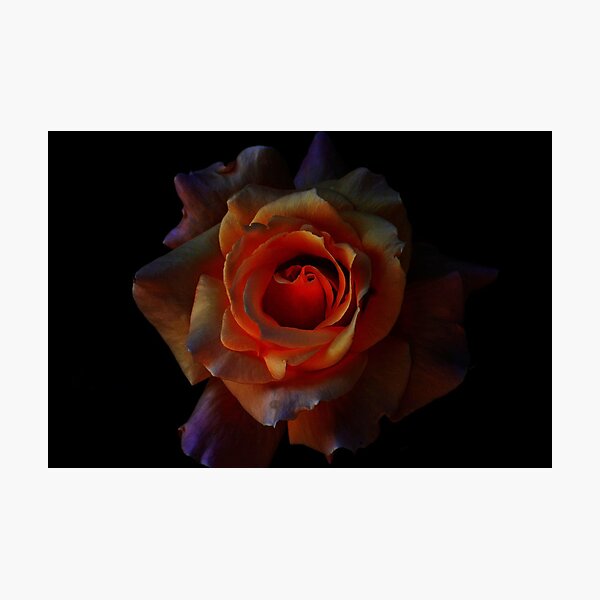 Item preview, Rose on Fire designed and sold by saseoche.