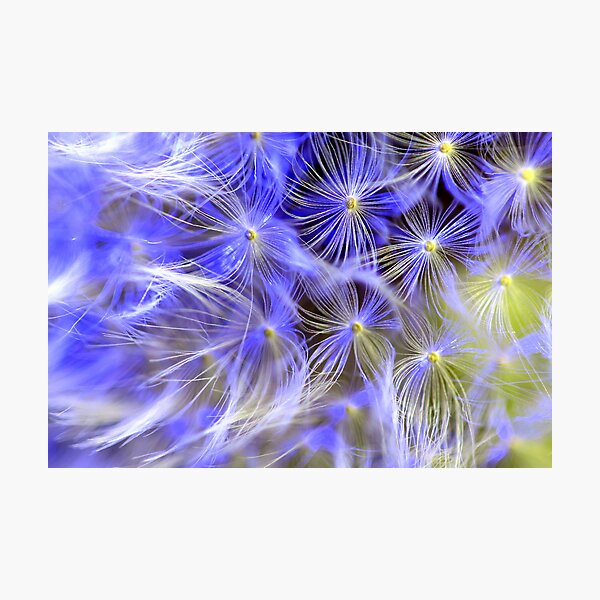 Item preview, Just a Dandelion!! designed and sold by Gary Boudreau.