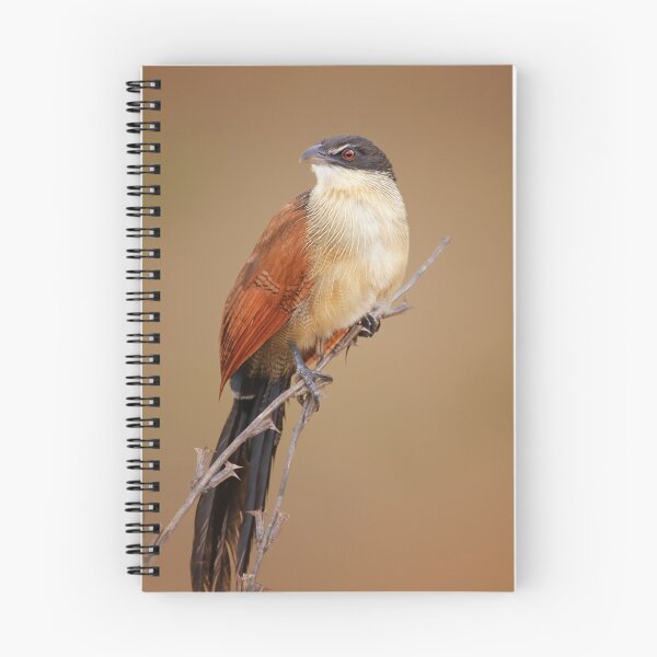 Item preview, Burchell's coucal (Rainbird) designed and sold by Johan Swanepoel.