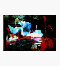 In Wildlife Nature Photographic Print