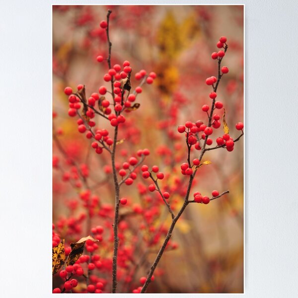 Item preview, Winterberry Holly - Ilex verticillata designed and sold by Poete100.