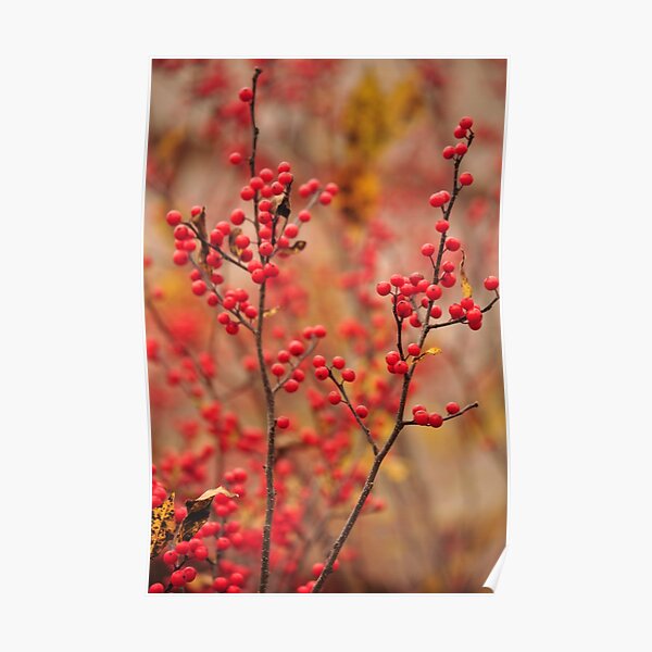 Winterberry Holly - Ilex verticillata Poster