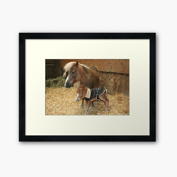 Item preview, New born mini colt designed and sold by SKNickel.