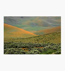 Wildflowers and Rolling Hills Photographic Print