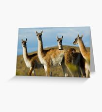 Wild guanacoes in Patagonia. Grußkarte