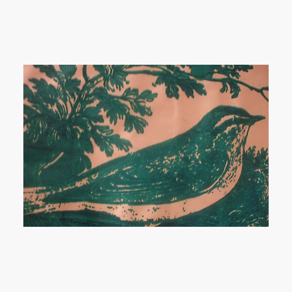 green bird Photographic Print