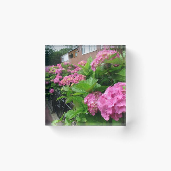 Item preview, Vibrant Pink Hydrangeas - Our Street in Summer designed and sold by BlueMoonRose.