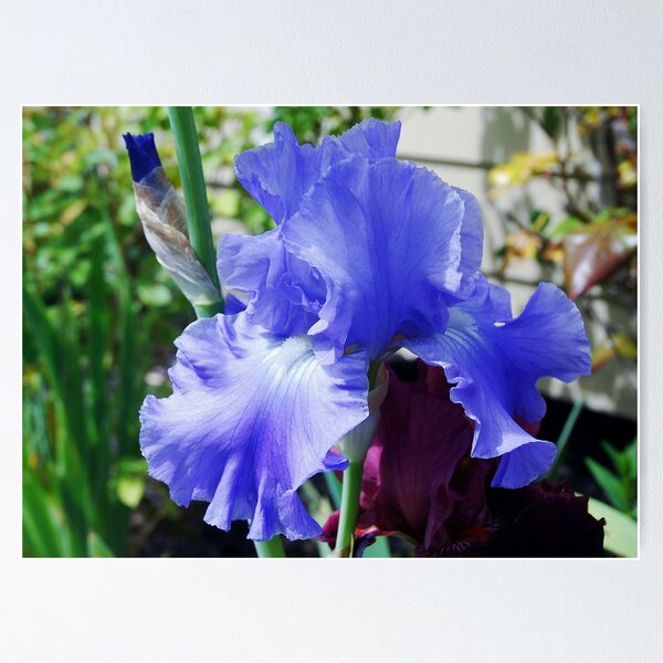 Item preview, Periwinkle Blue... designed and sold by Marjorie Wallace.