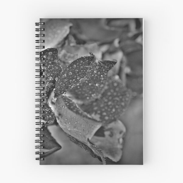 Item preview, b/w knockout rose designed and sold by paul gavin.