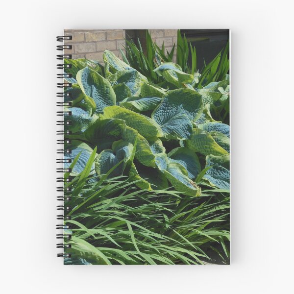 Item preview, Sunlit Hosta designed and sold by SunriseRose.