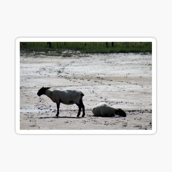 Item preview, Sheep and Wadden Sea designed and sold by Calidris Fotografie Steffi & Ben Köppler.