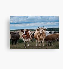Cows Canvas Print