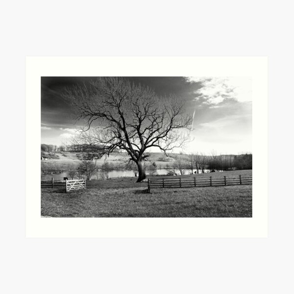 Tree Art Print