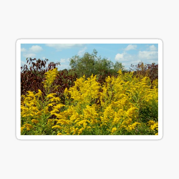 Glorious Goldenrod - Solidago gigantea Sticker