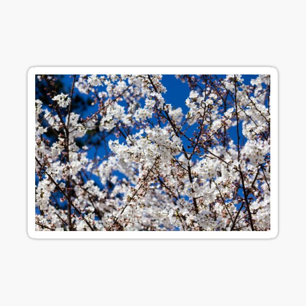 Cherry Blossom Sticker