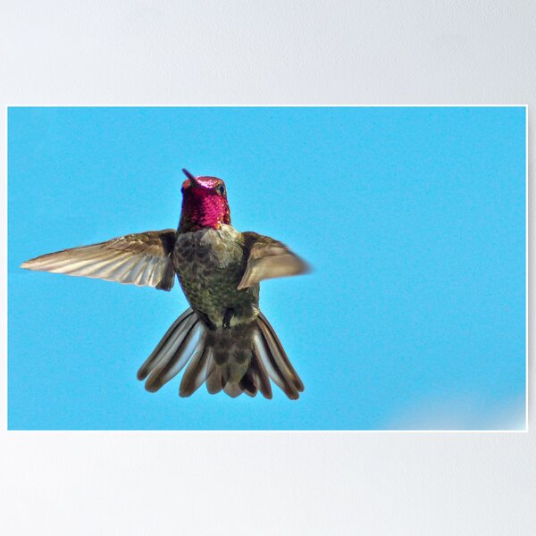 Item preview, bird ;) designed and sold by Jeannie Peters.