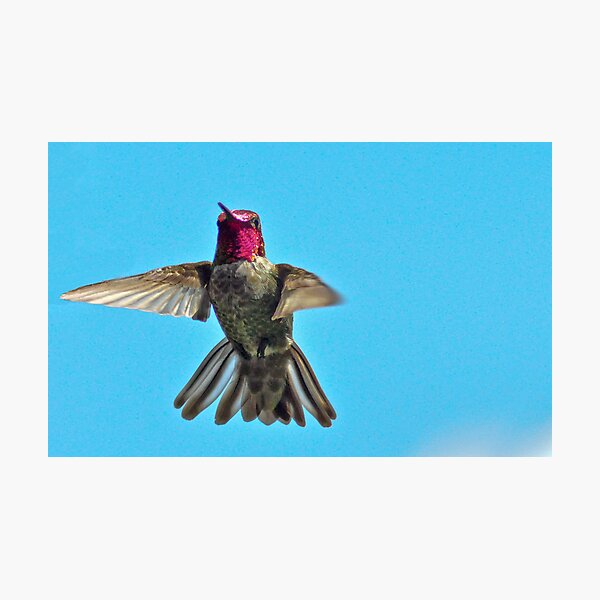 Item preview, bird ;) designed and sold by Jeannie Peters.
