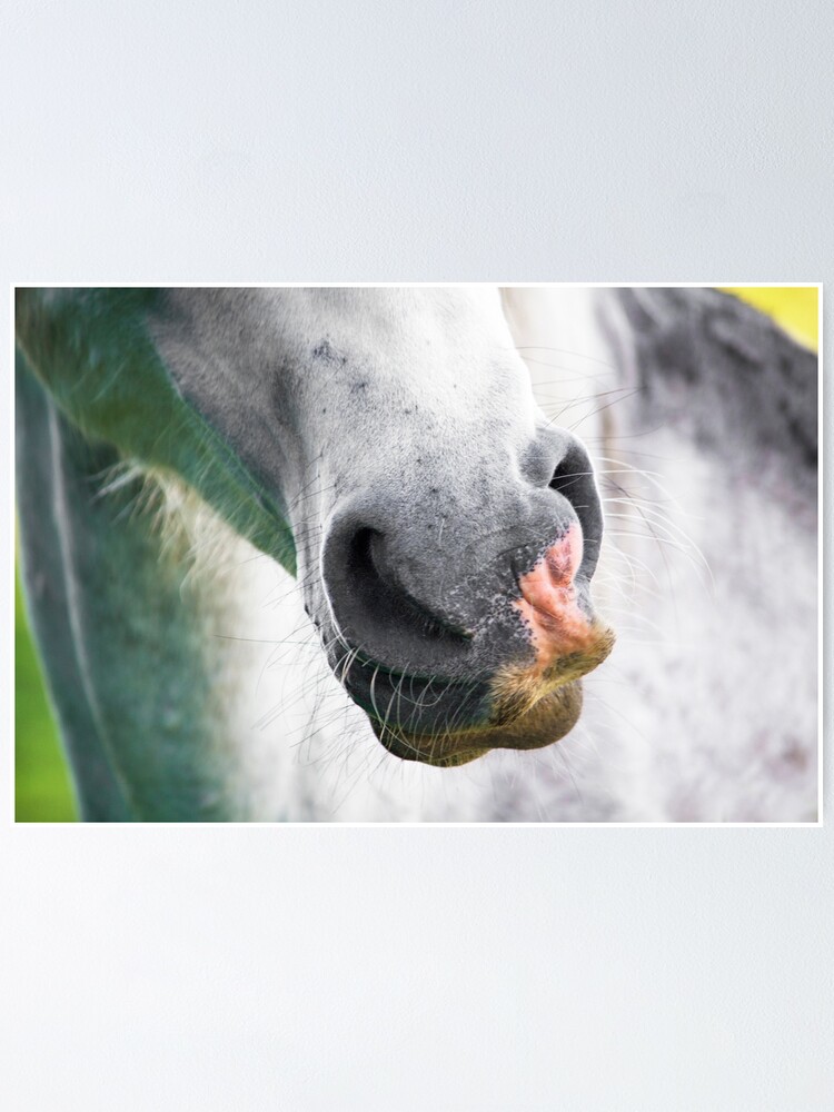 Poster Un Cheval Blanc Se Perd Facilement Dans Une Tempete De Neige Par Heidiannemorris Redbubble