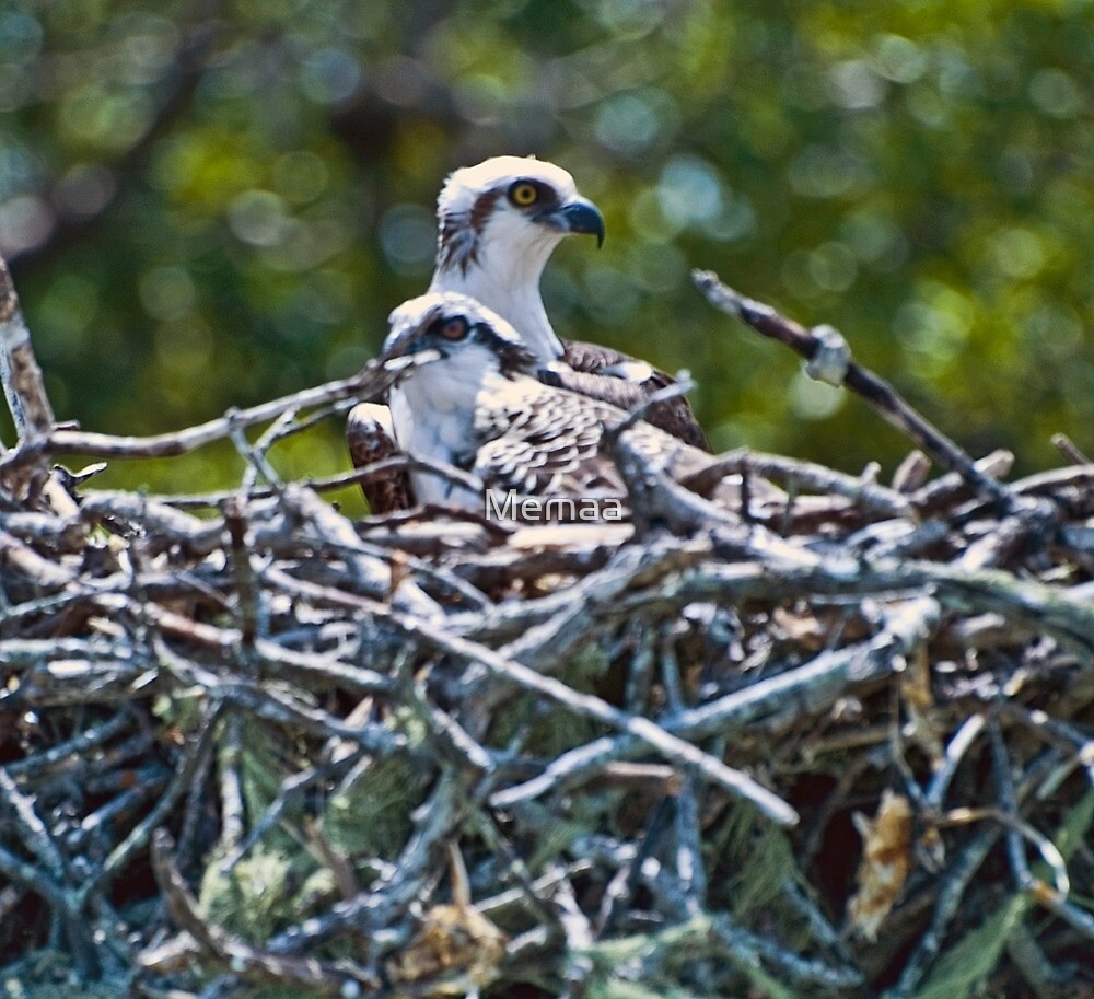 "Pair of Baby Osprey in Nest" by Memaa Redbubble