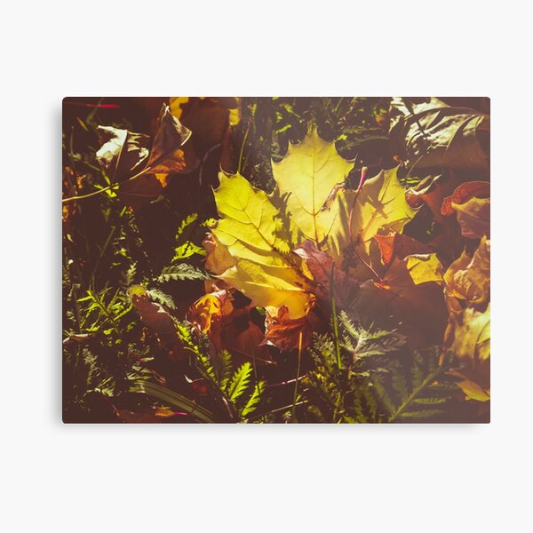 Fall Metal Print