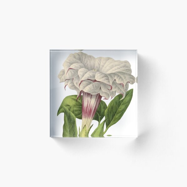 Vintage Flower Illustration Acrylic Block