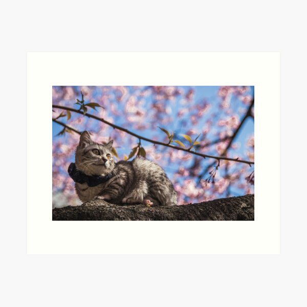 Tokyo Sakura Cat - Pondering Art Print