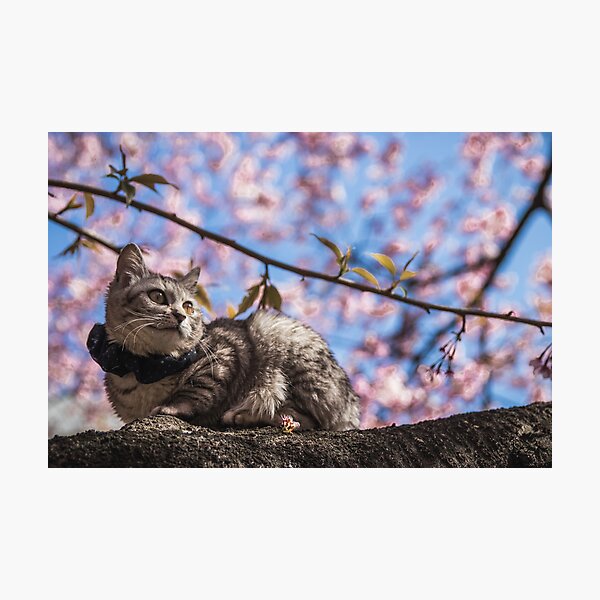 Tokyo Sakura Cat - Pondering Photographic Print