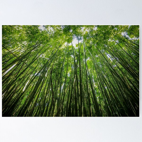 Giant Bamboo Forest - Maui, Hawaii Poster