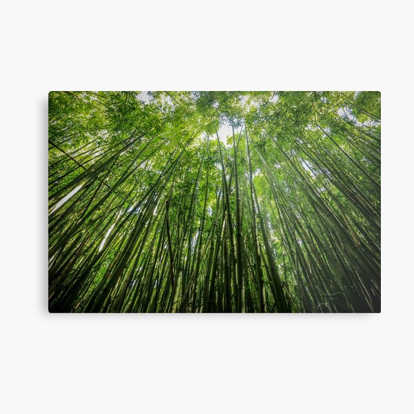 Giant Bamboo Forest - Maui, Hawaii Metal Print
