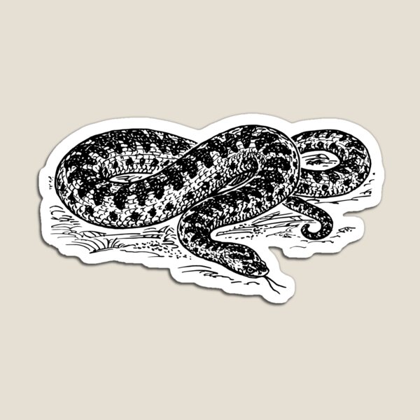 Item preview, Adder Snake Illustration designed and sold by goldenmenagerie.