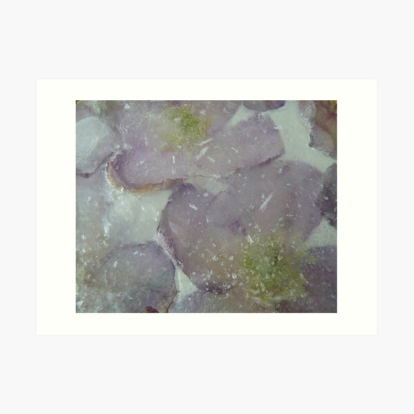 Forever Clematis Art Print