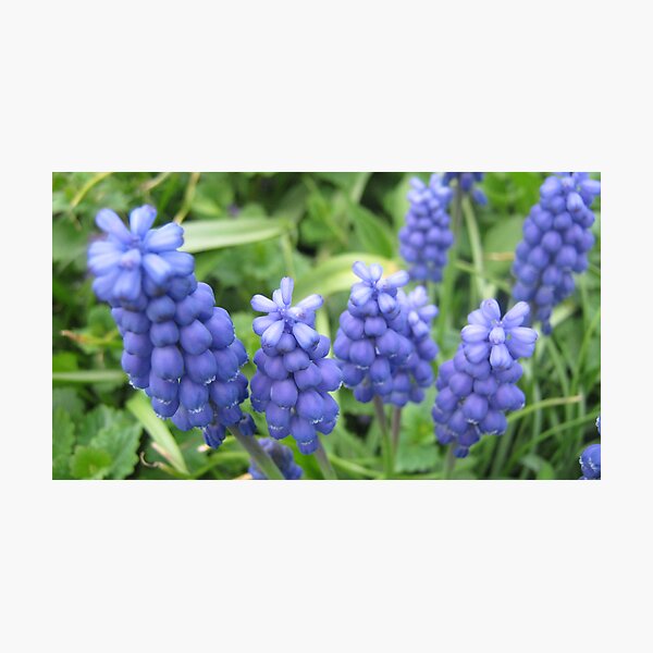 Item preview, Grape Hyacinth designed and sold by jdbussone.