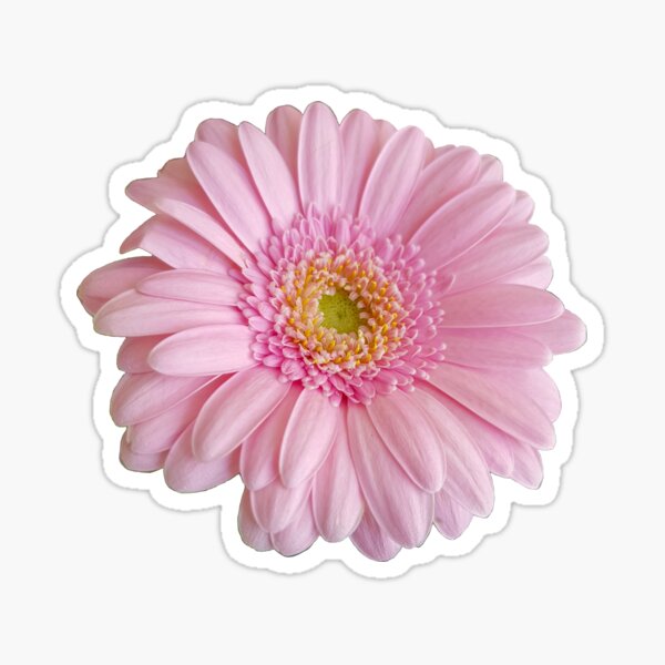 Soft Pink Daisy Flower Sticker