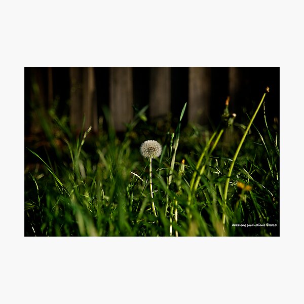 Artikelvorschau, One Lonely Dandelion entworfen und verkauft von dazzleng.