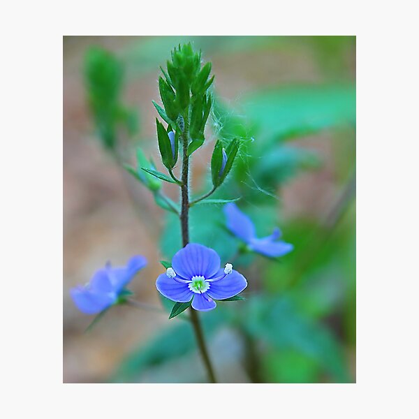Item preview, Germander Speedwell designed and sold by relayer51.
