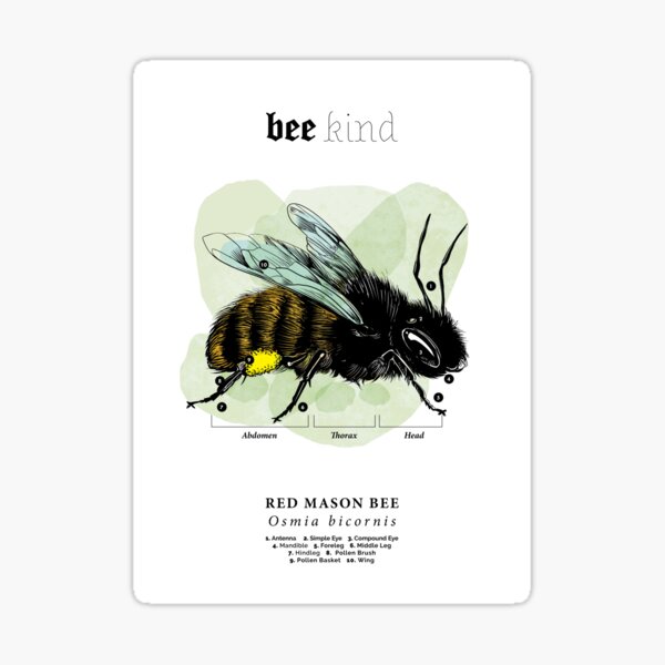 Bee Kind Sticker