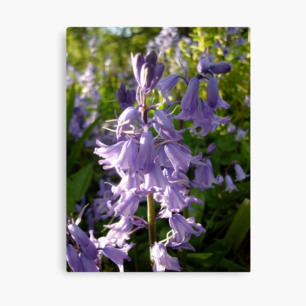 Bluebells Canvas Print