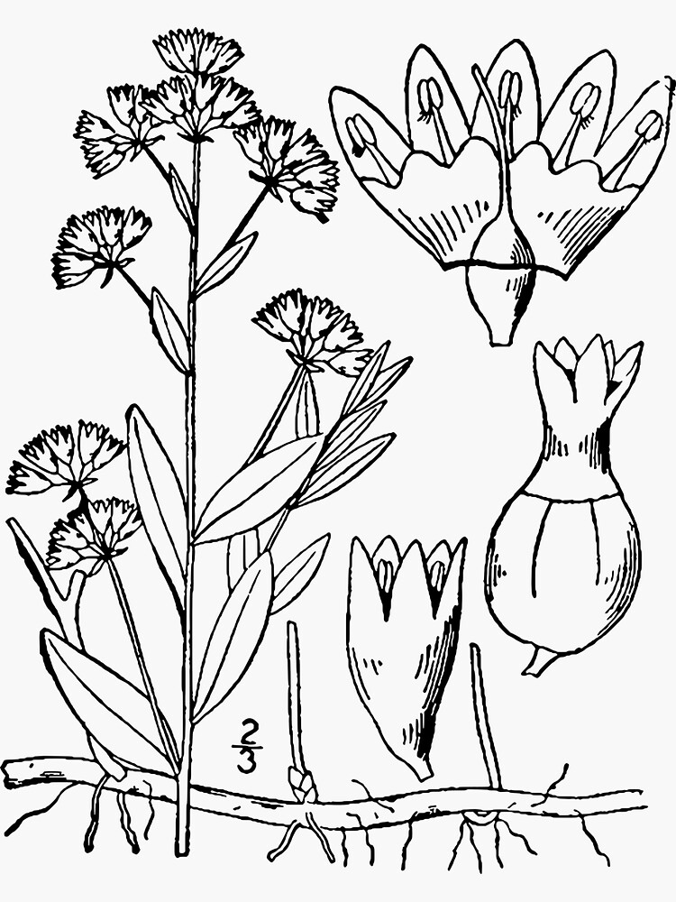 Botanical Scientific Illustration - Comandra Plant by pahleeloola