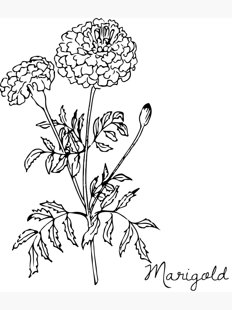 Hand Drawn, Sketch Illustration Of Marigold Royalty Free SVG, Cliparts,  Vectors, And Stock Illustration. Image 31491721.
