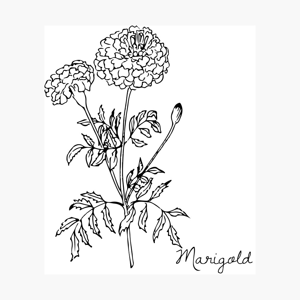 Set of botanical sketch of various marigold flowers with shading. Vector  monochrome floral natural drawing. Outline pencil image of herbal plant and  f Stock Vector Image & Art - Alamy