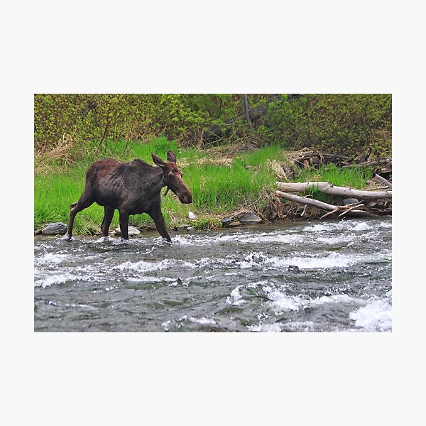 Moose Crossing Photographic Print
