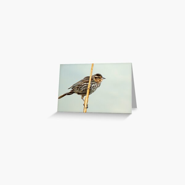 Item preview, Female Redwing Blackbird on Reed designed and sold by Jessica Dzupina.