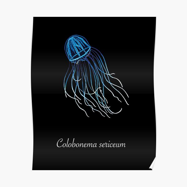 Colobonema Sericeum Jellyfish Poster