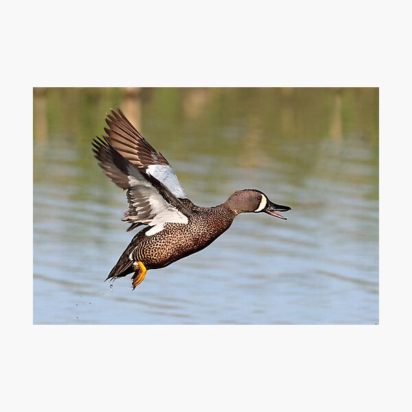 Item preview, Up Beat/ Blue Winged Teal II designed and sold by Gary Fairhead.