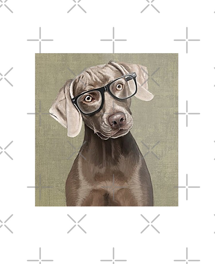 weimaraner wearing clothes