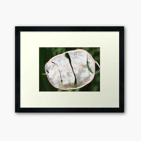 honesty... Framed Art Print